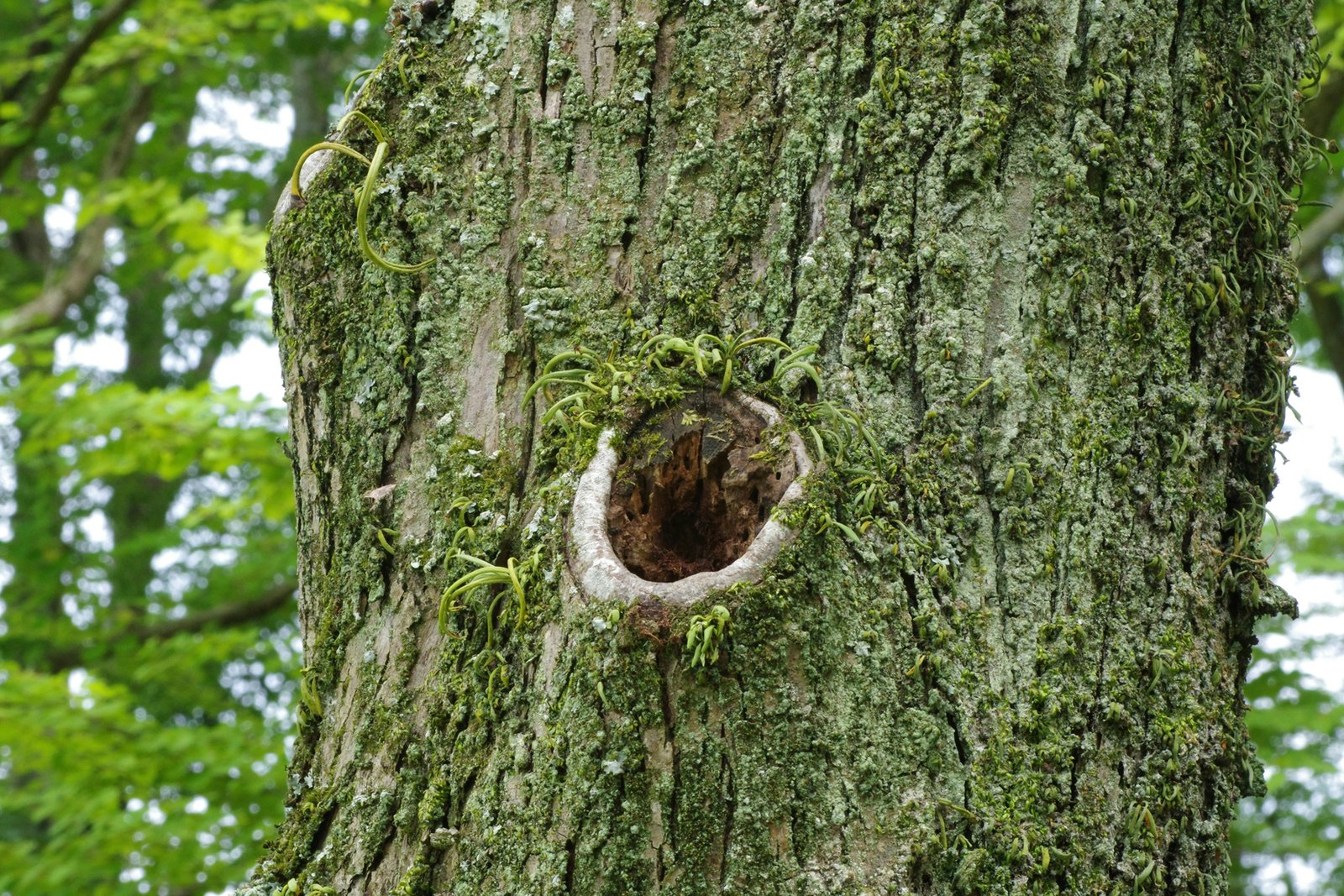 Beschädigte Oberfläche nach Reinigung