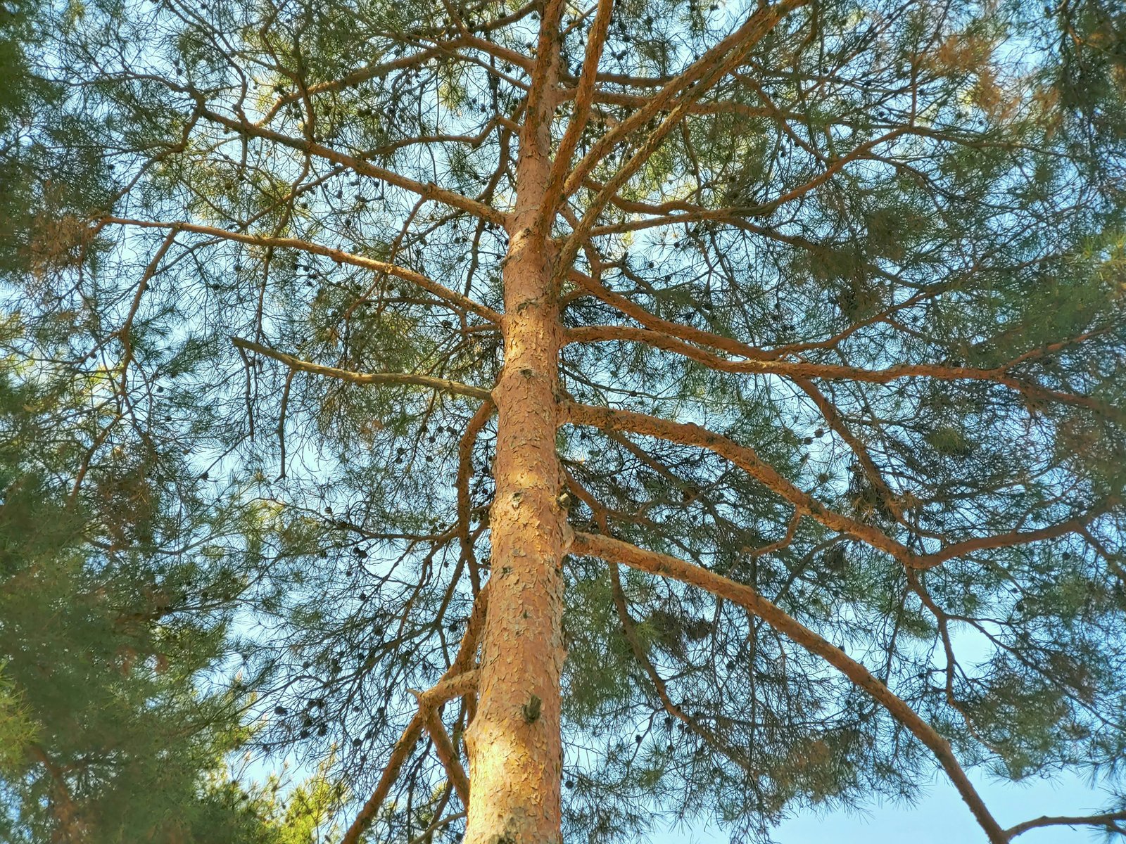 Harz auf Gartenmöbeln aus Holz
