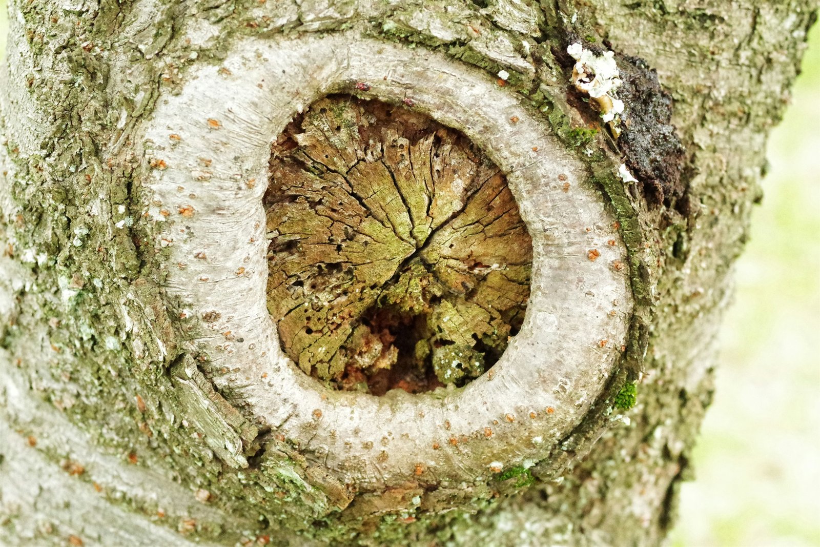 Harzfleck auf verschiedenen Oberflächen